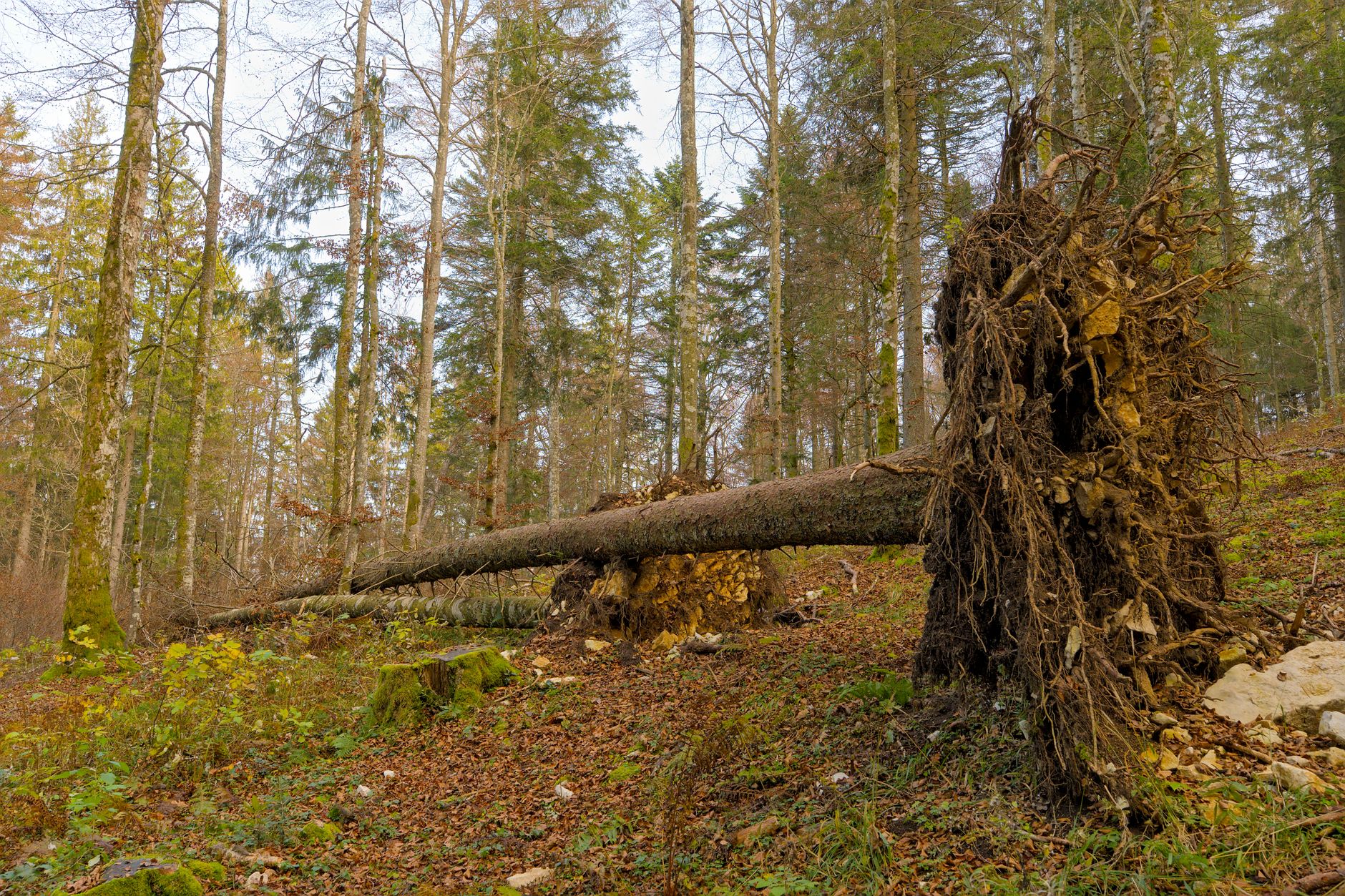Enlèvement arbre urgence à Angers
